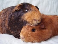 2011-11-10 Chester and Porter (c) Suzy from Glynneath Guinea Pig Rescue.jpg